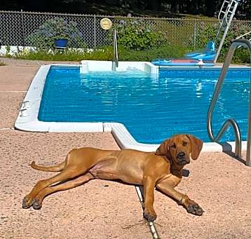 Photo of Scooby