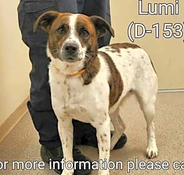 Photo of Lumi