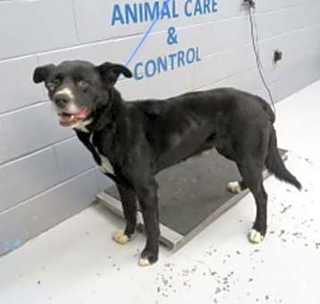 Photo of Scooby