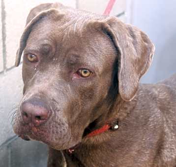 Photo of GOLDIE