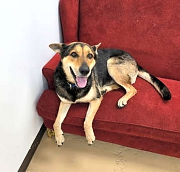 Photo of Stella