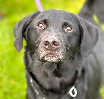 Photo of Baxter