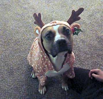 Photo of Chica