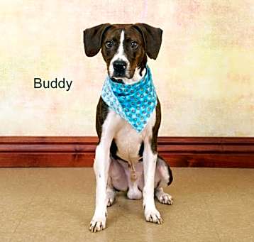 Photo of Buddy
