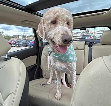 Photo of Goose