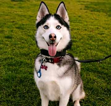 Photo of Padme