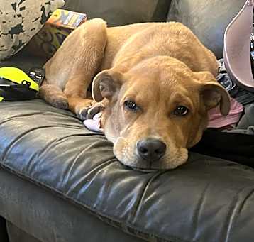 Photo of Scooby