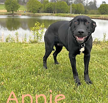 Photo of Annie