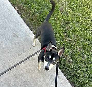 Photo of Ruby