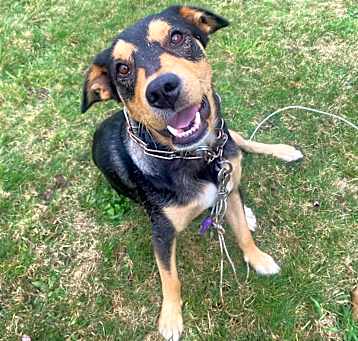 Photo of Sirocco (Sir-O)