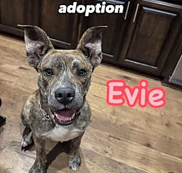 Photo of Evie