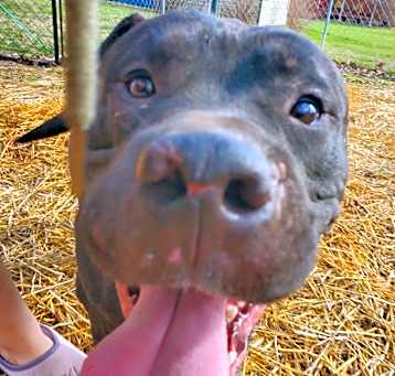 Photo of Hank