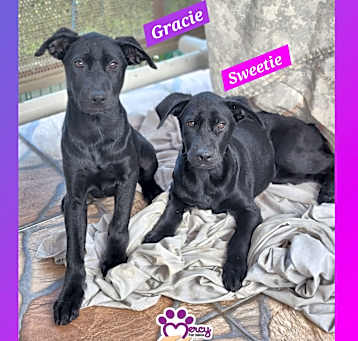 Photo of Gracie & Sweetie