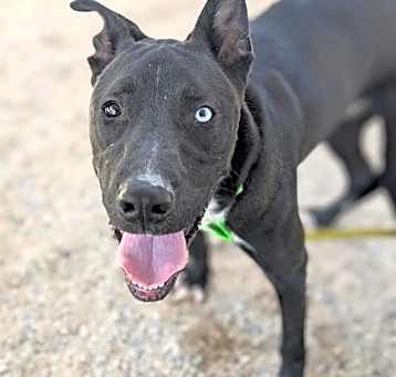 Photo of BLUEY