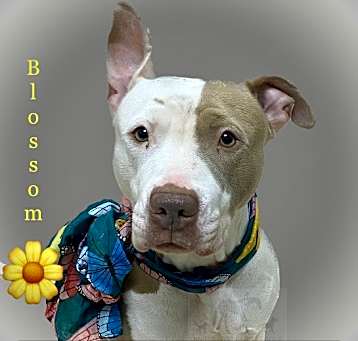 Photo of BLOSSOM