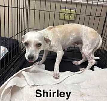 Photo of Shirley
