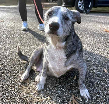 Photo of Pepper