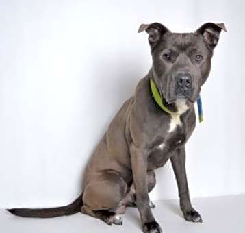 Photo of Royal