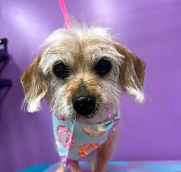 Photo of Buttercup