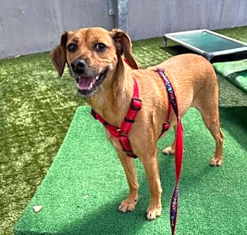 Photo of SCRAPPY
