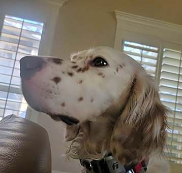 Photo of Phoenix