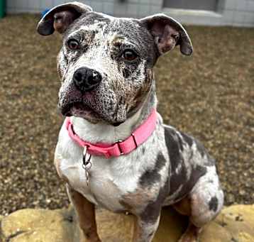 Photo of Pebbles