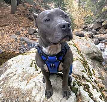 Photo of Otis