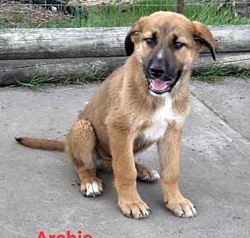 Photo of Archie