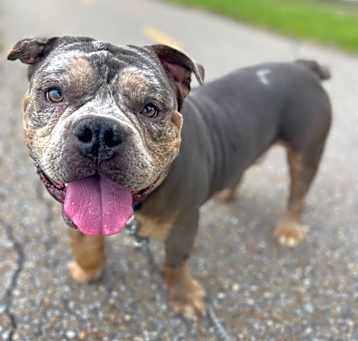 Photo of Rico