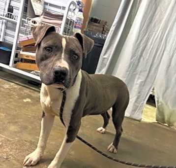 Photo of Opie
