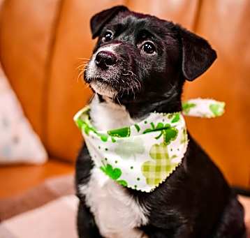 Photo of Enzo