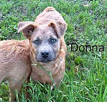 Photo of Donna KA
