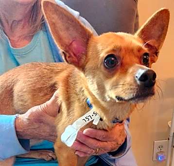 Photo of Charlie *Adopt or Foster*