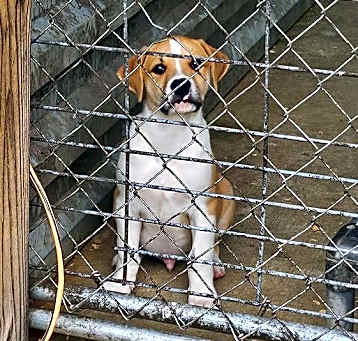 Photo of Porkchop