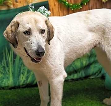 Photo of JOLENE