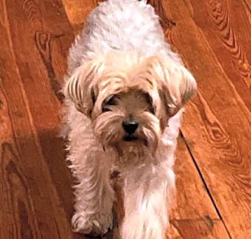 Photo of Belle