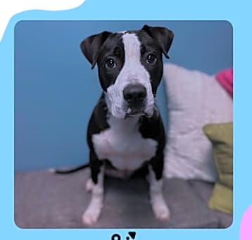 Photo of Oscar