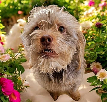 Photo of Rose