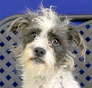 Photo of Shelby