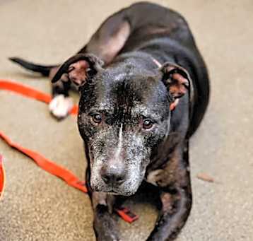 Photo of Sassy - IN FOSTER