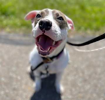 Photo of Panda (In Foster)