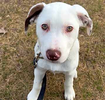 Photo of Lunatimi (HotPink Collar)