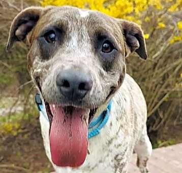 Photo of Pip