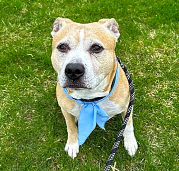 Photo of Bruno