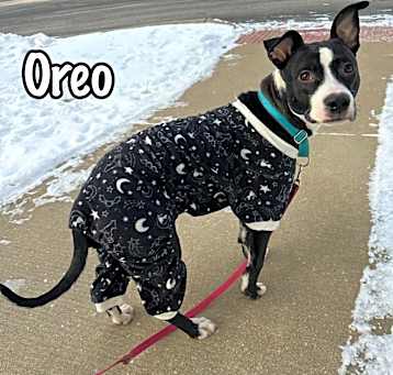 Photo of Oreo