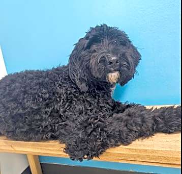 Photo of Bailey