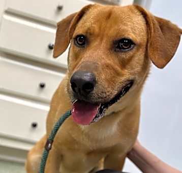 Photo of Cooper