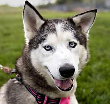Photo of Thunder