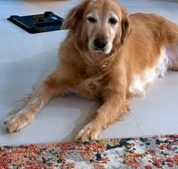 Photo of Mochi