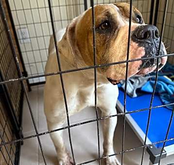 Photo of June bug (Neglected)